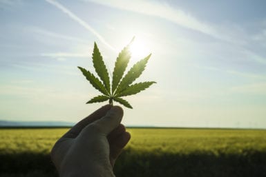 Cannabis Missouri Application Status