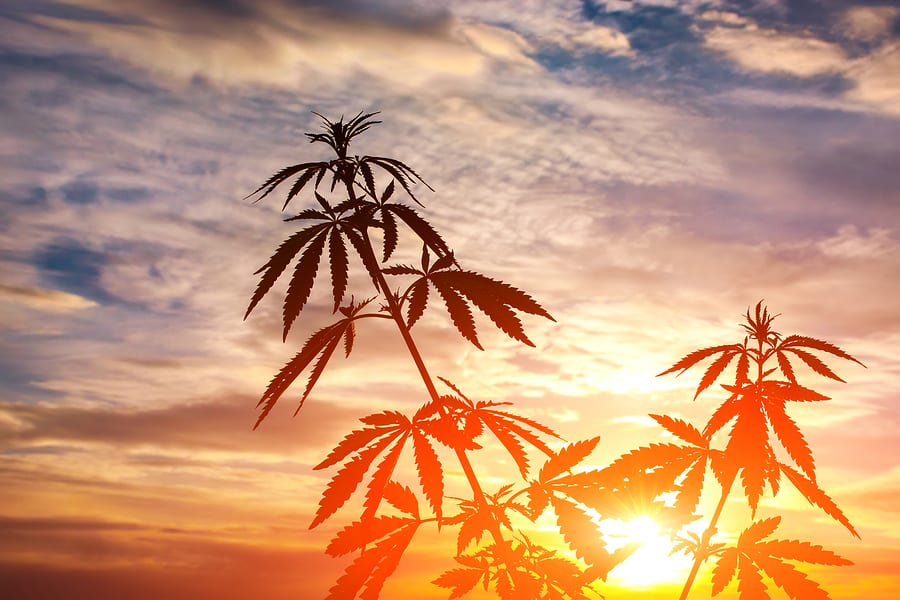 Cannabis leaf silhouette against the sky