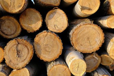 USDA Offers Pandemic Relief for Timber Harvesters and Haulers