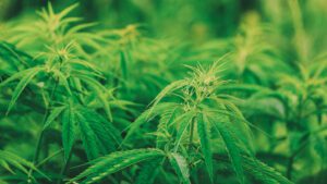 Virtual CFO for Cannabis Manufacturers and Growers